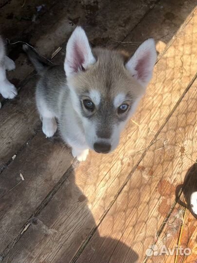 Сибирский хаски