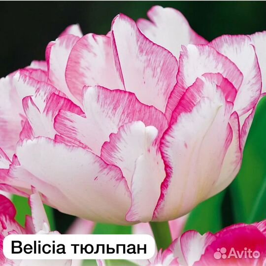 Коллекционные тюльпаны луковицы