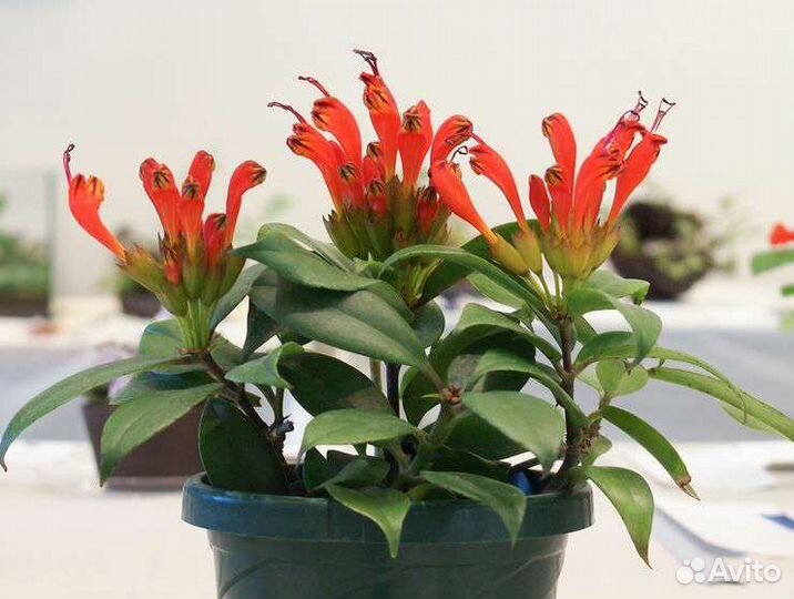 Жар птица- Эсхинантус