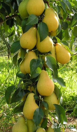 Груши