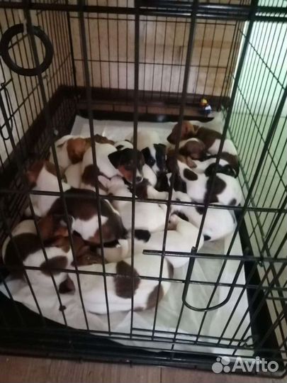 Щенки джек Рассел терьер