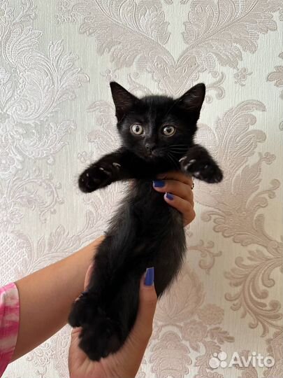 Пушистики в добрые руки