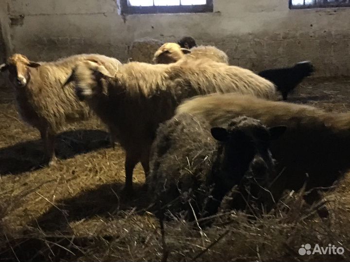 Гуси и овечки прямо с фермы