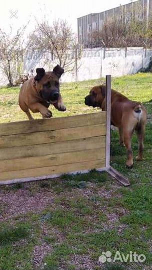 Бытовая дрессировка собак