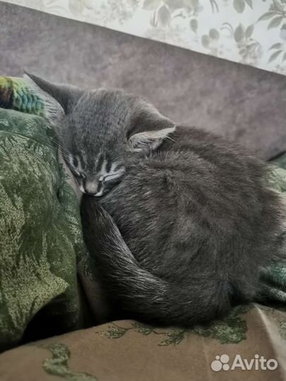Котенок мальчик