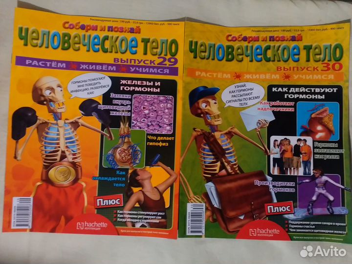 Скелет«Артем»(110см), внутренние органы+журналы