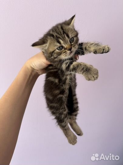 Британские котята