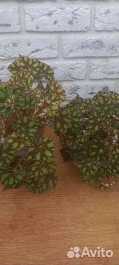 Растения комнатные