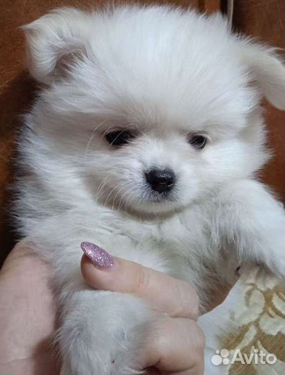 Собака, шпиц, девочка