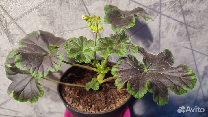 Пеларгония сортовая Odensjo Black Mamba