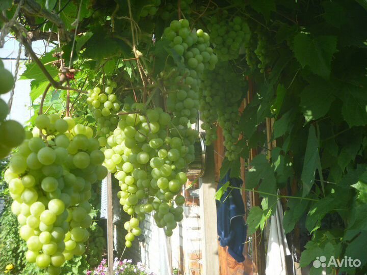 Саженцы собственнокорневые