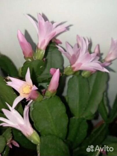 Декабрист шлюмбергера(в горшках взрослые растения)