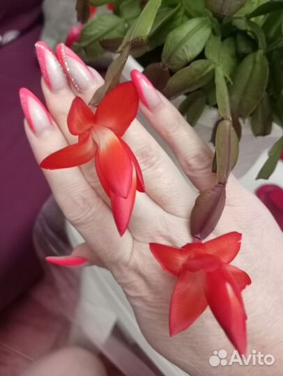 Декабрист коралловый