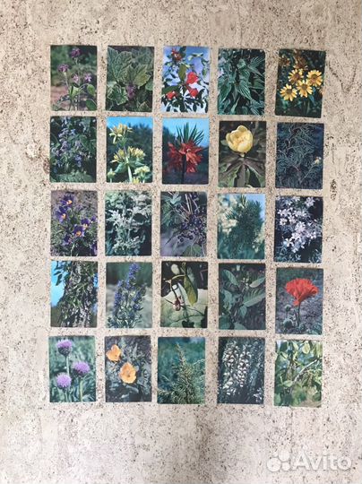 Растения из красной книги СССР, выпуск 1