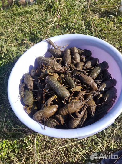 Живые, Башкирские раки