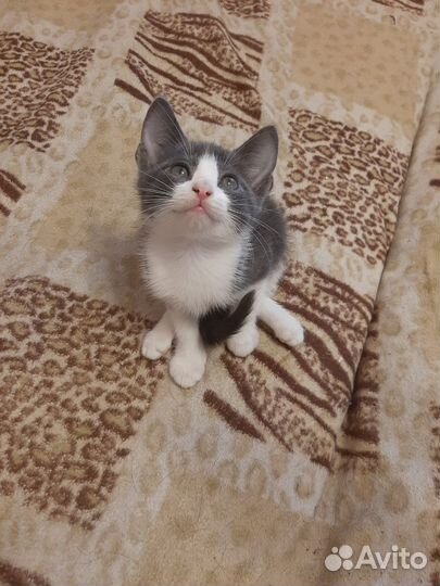 Отдаем котят в добрые руки