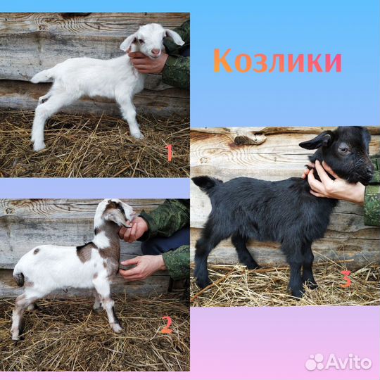 Отдам месячных козлят