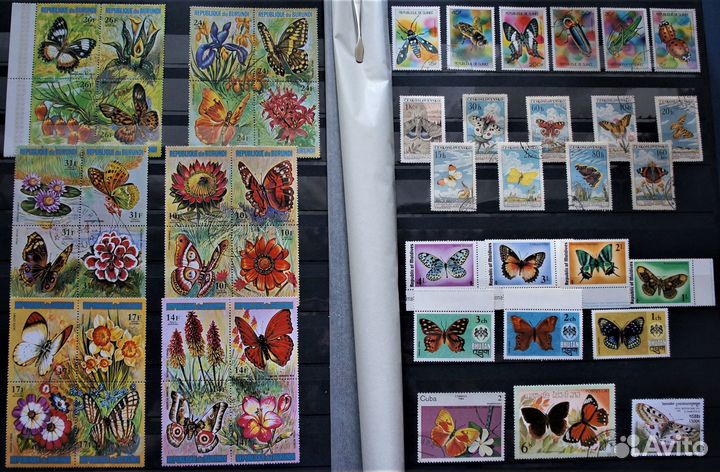 Фауна Бабочки