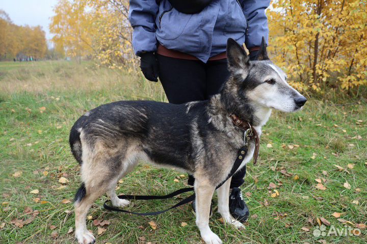Собака Лиза из приюта ищет дом