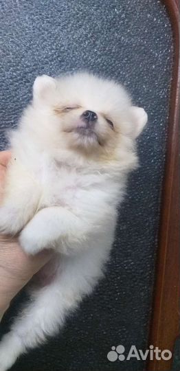 Щенки шпица