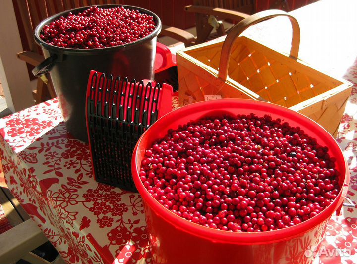 Плодосборник финский, широкий