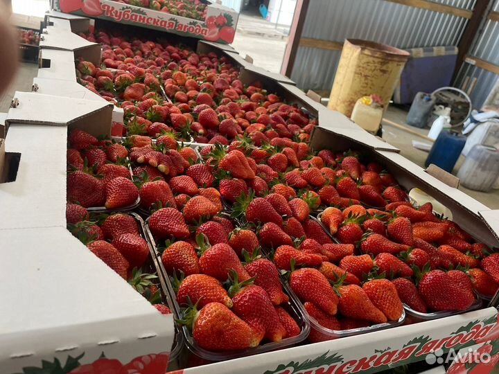 Свежая Клубника из Краснодара оптом от50кг Иркутск
