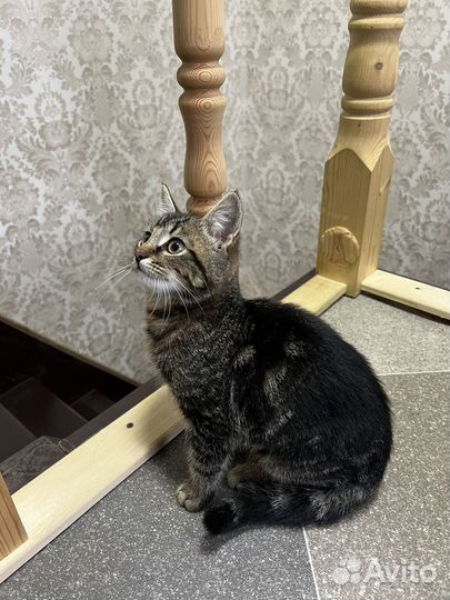 Котенок бесплатно