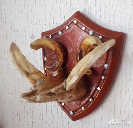 Челюсть кабана с клыками