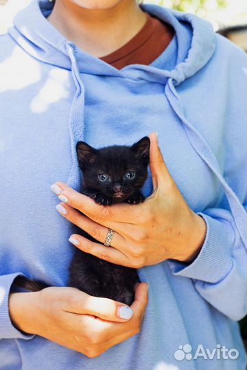 Чёрный котёнок девочка