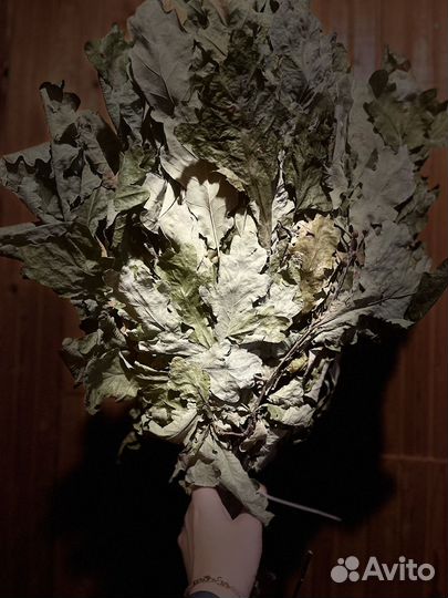 Дубовые веники для бани