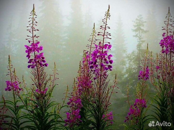 Иван-чай 1 кг экологически чистый, для зож