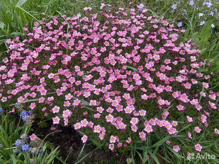 Камнеломка красная