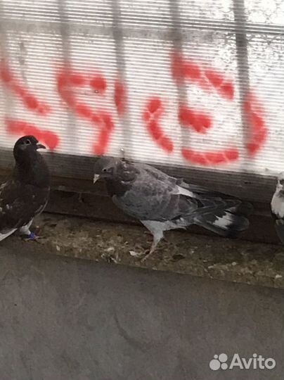 Бакинские бойные голуби