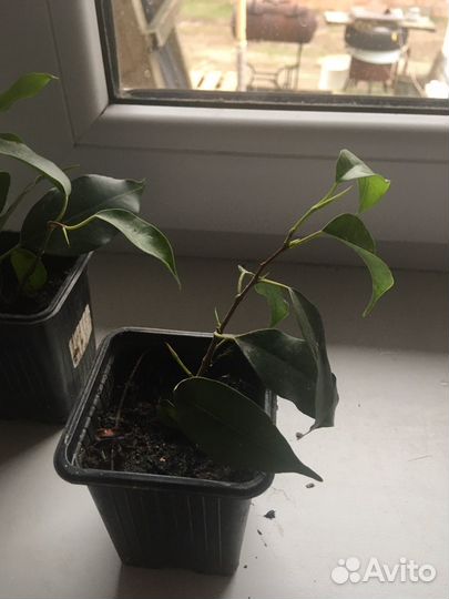 Комнатные цаеты