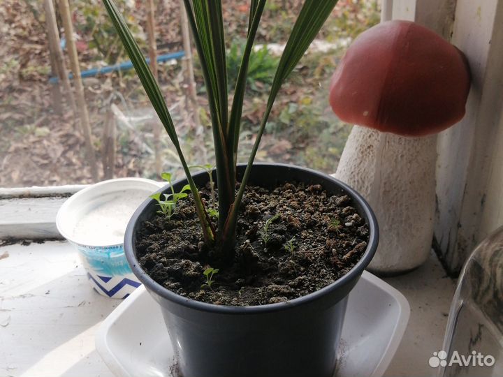 Финиковая пальма из косточки