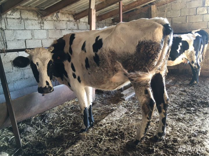 Коровы и бараны