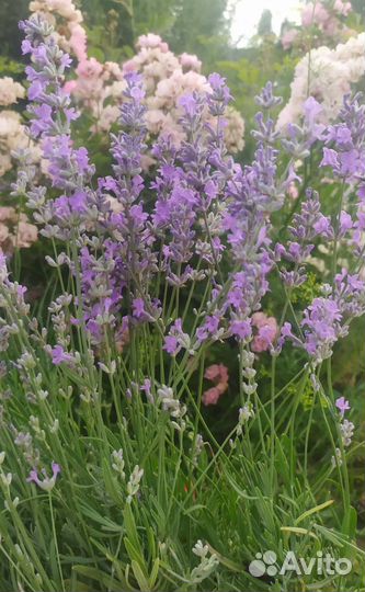 Лаванда, можжевельник, айва, калина, гравилат