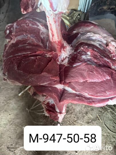 Продам мясо говядины