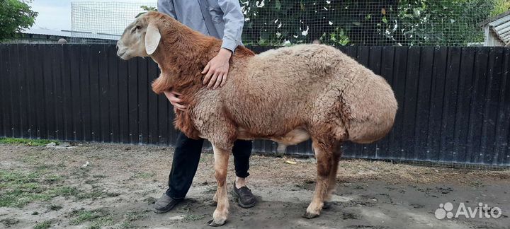 Овцы бараны
