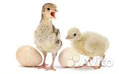 Цыплята легорн