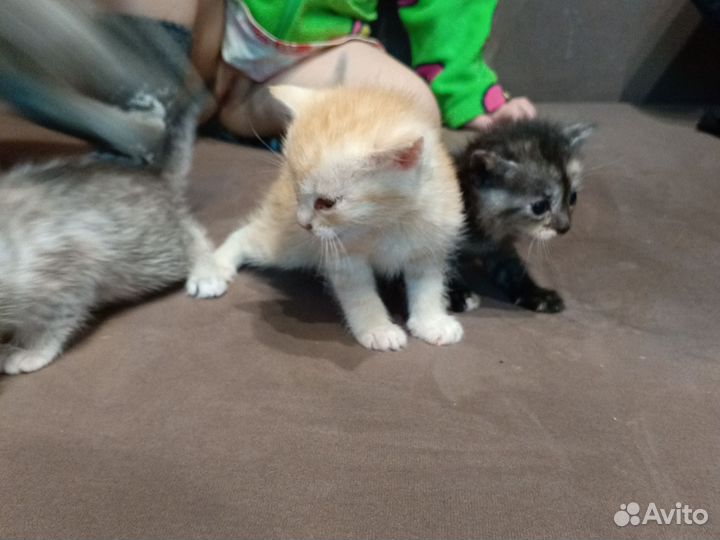 Котята отдам