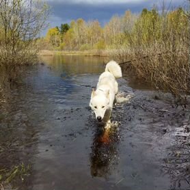 Собаки