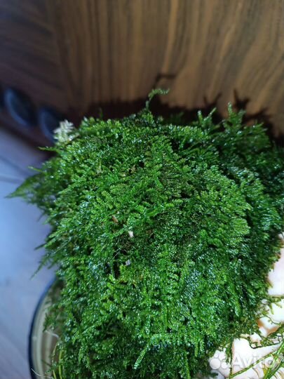 Аквариумные растения