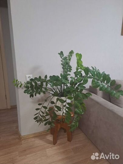 Большой замиокулькас долларовое дерево