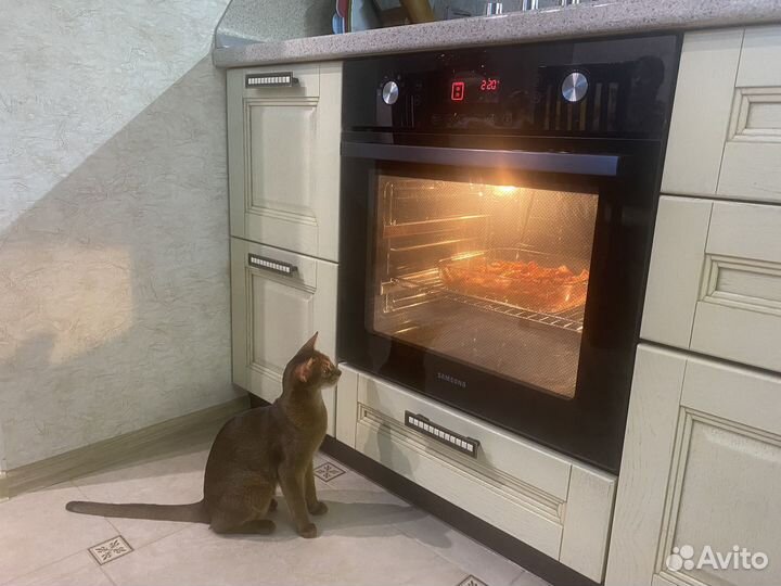 Котята Абиссинской породы