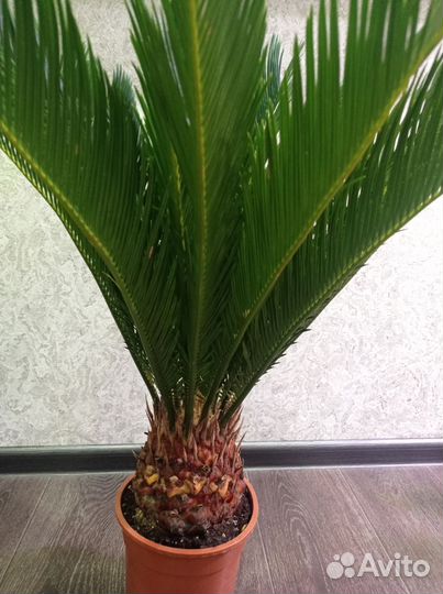 Цикас революта