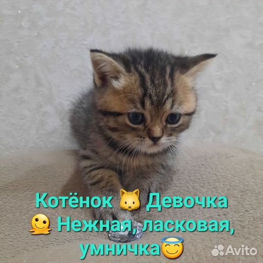 Британская