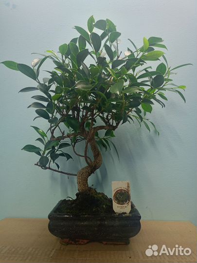 Бонсай фикус