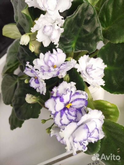 Цветущие фиалки