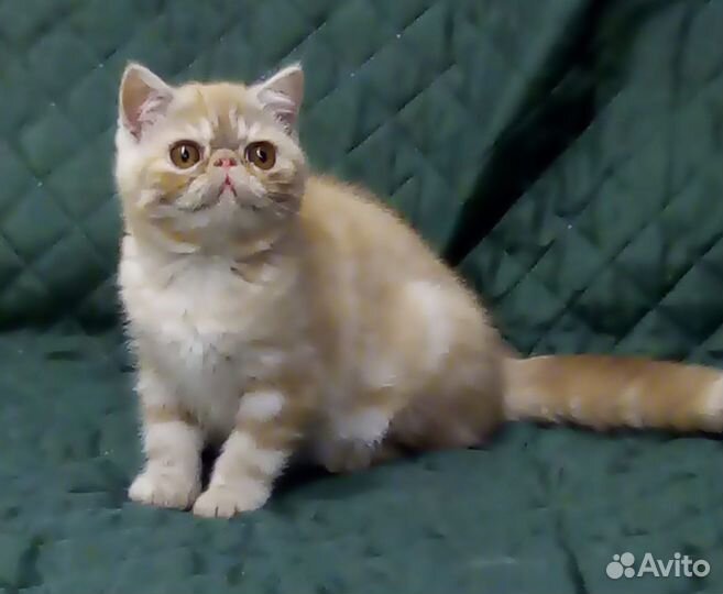 Рыжие и кремовые детки